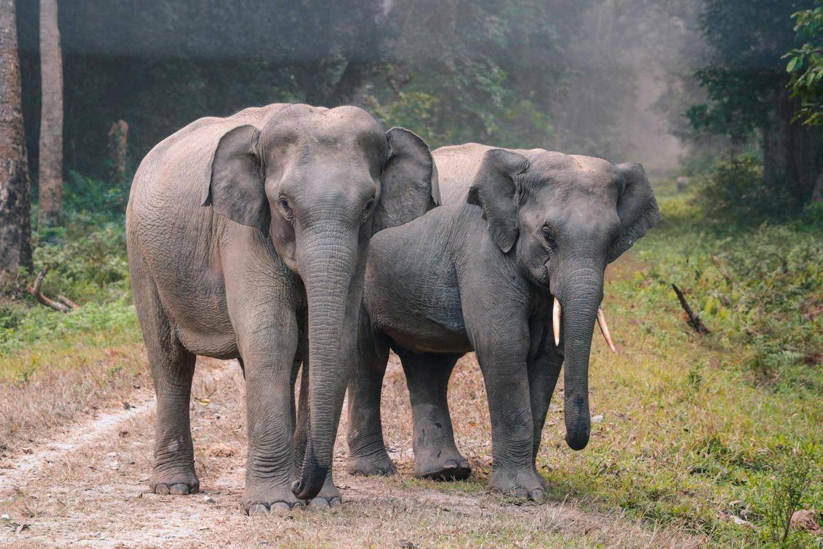ilustrasi gajah (pexels.com/FUTURE KIIID)
