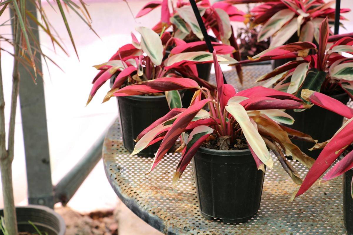 ilustrasi tanaman stromanthe triostar