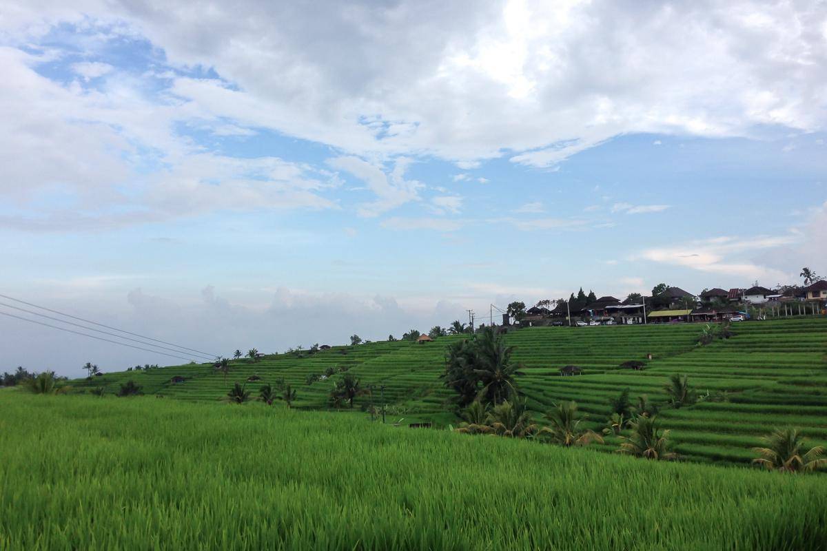 salah satu sudut sawah terasering Jatiluwih (dok.pribadi/Natalia Indah)