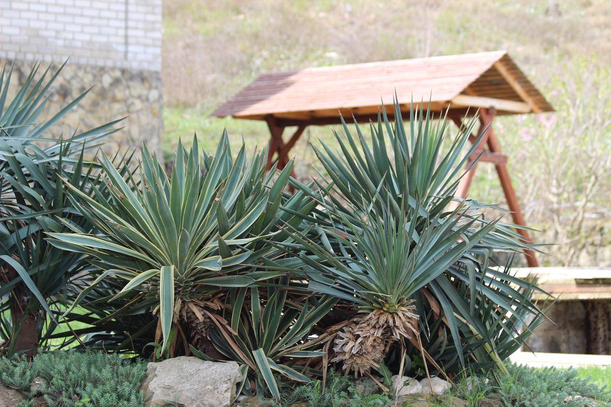 ilustrasi tanaman agave (pixabay.com/VictoriaGel)
