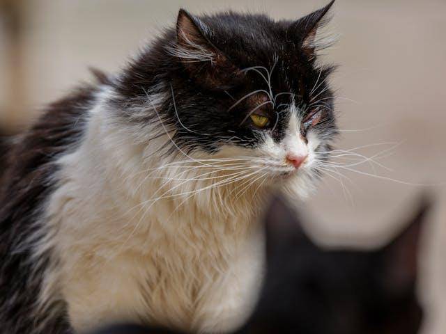Potret kucing (pexels.com/Engin Akyurt)