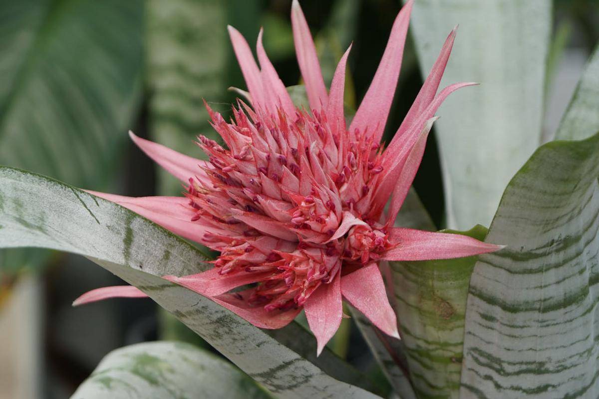 ilustrasi bromelia (pexels.com/Hannah Tsai)