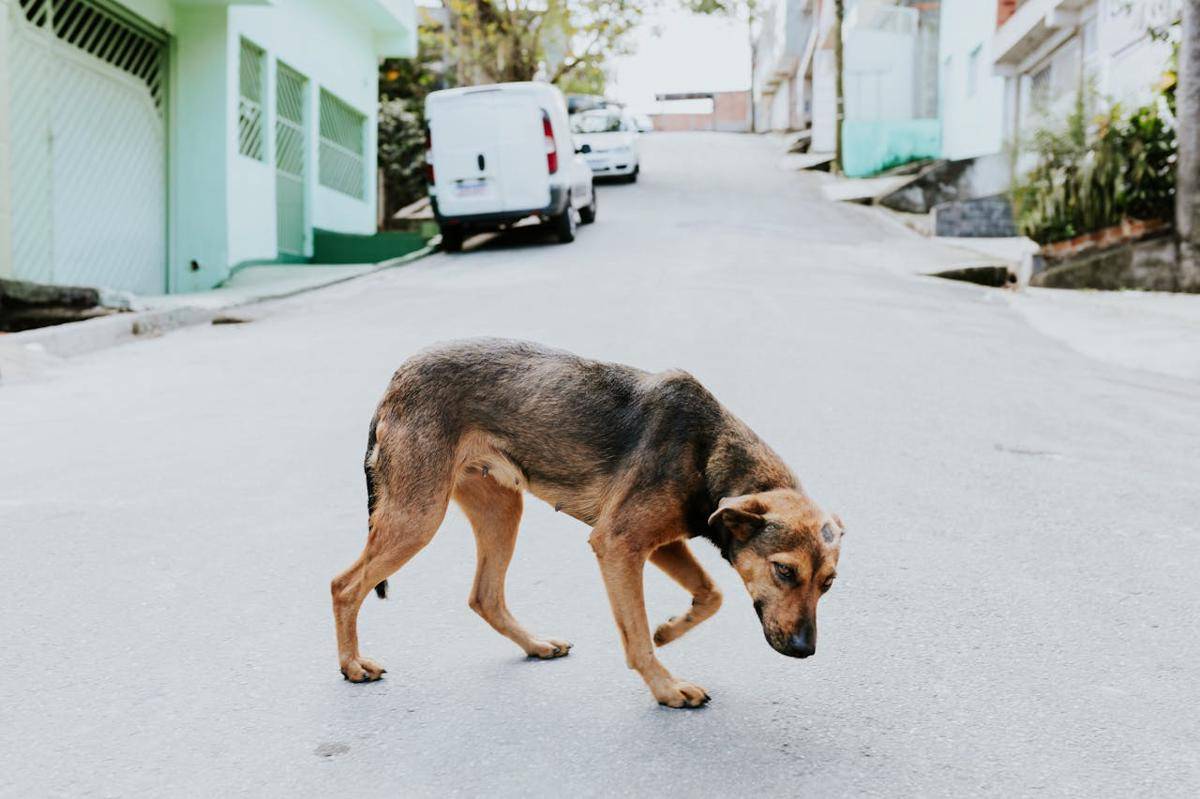 Potret anjing (pexels.com/Marcella Soáres)