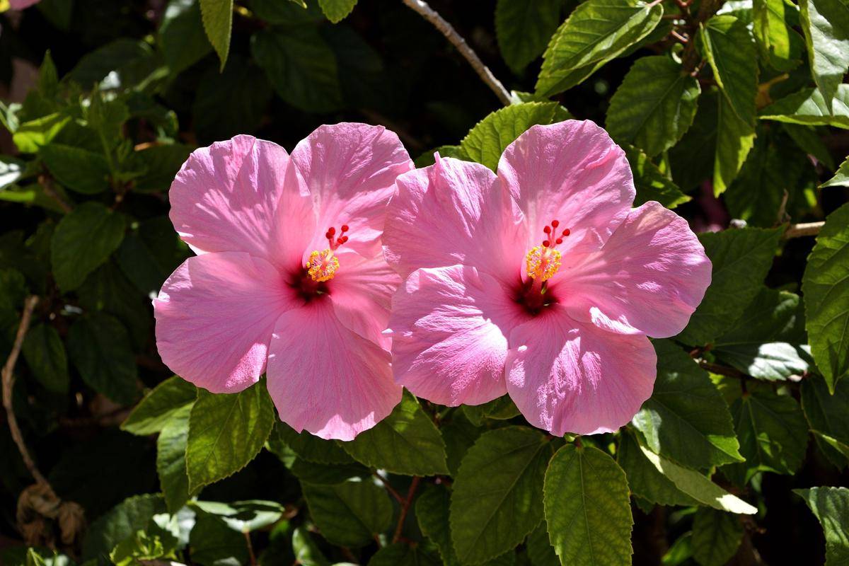ilustrasi tanaman hibiscus (pixabay.com/paulbr75)