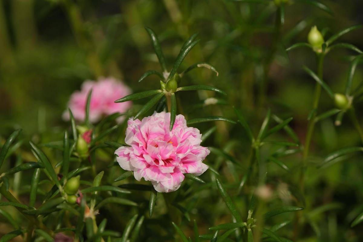 ilustrasi tanaman portulaca (pixabay.com/ignartonosbg)