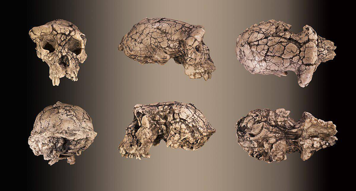 potret Sahelanthropus tchadensis