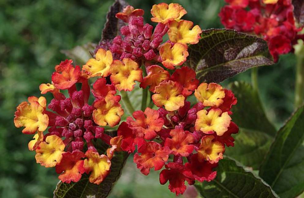 potret lantana (commons.wikimedia.org/JLPC)