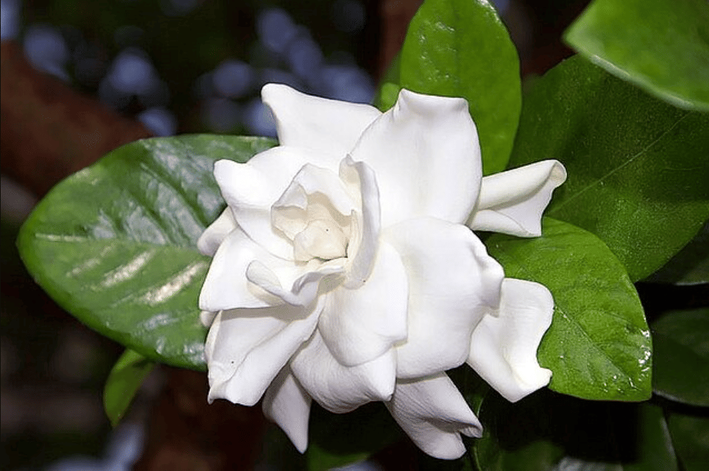 potret gardenia