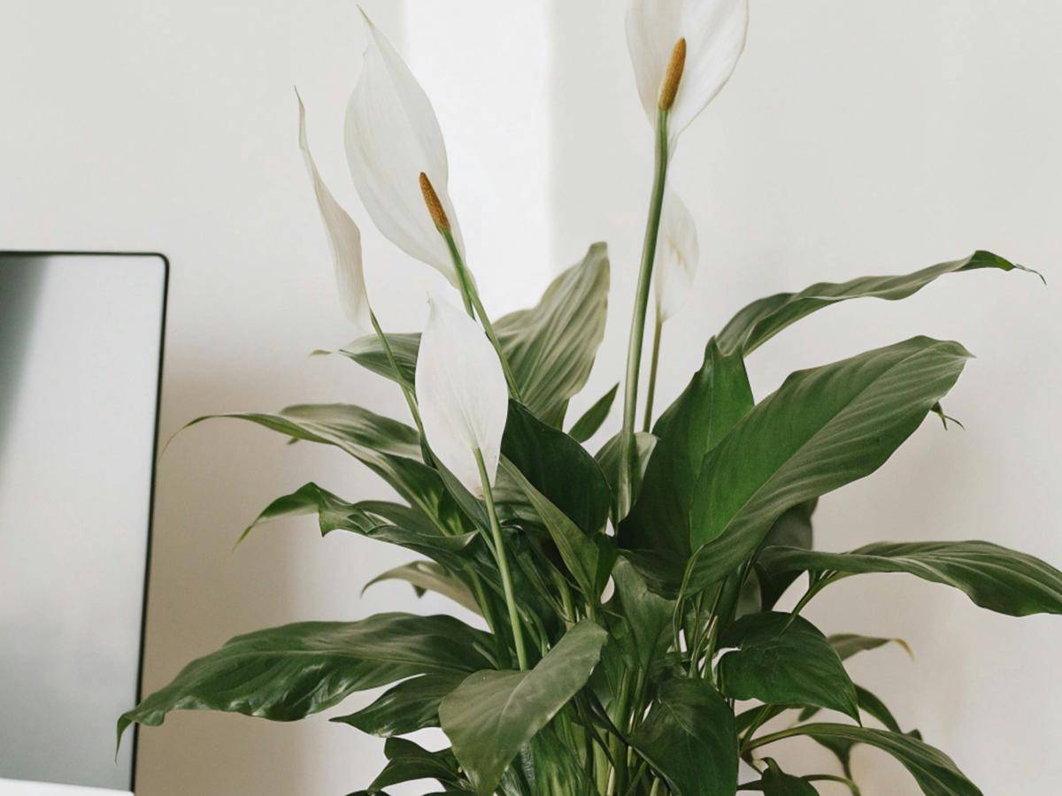 ilustrasi tanaman peace lily (unsplash.com/Simply Mersah)