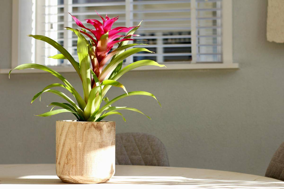 ilustrasi tanaman bromelia
