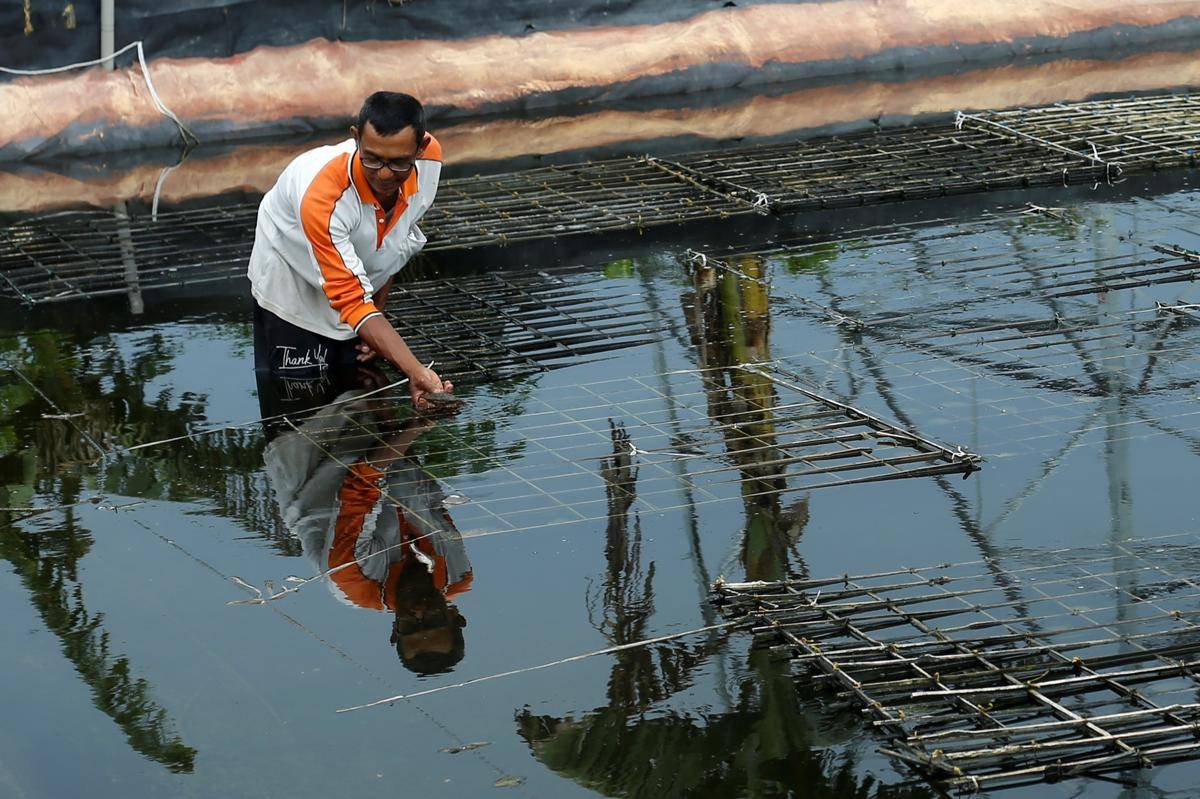 Pekerja Kepiting Lunak Bang Naga binaan PT Inalum saat melakukan proses pengisian (IDN Times/Doni Hermawan)