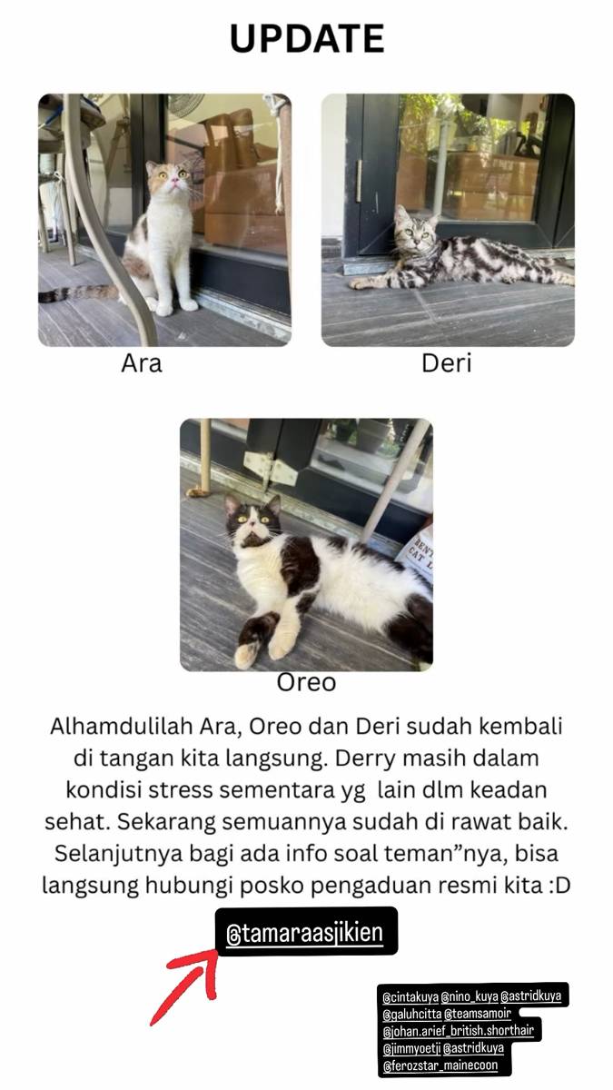 kucing Uya Kuya