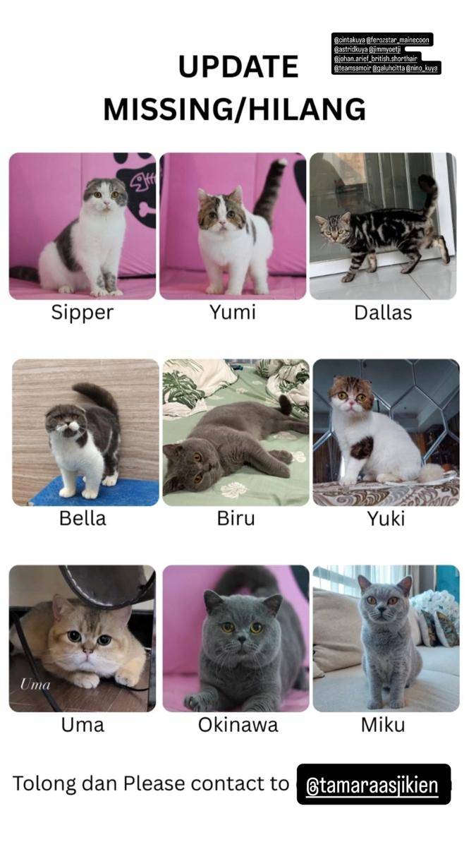 kucing Uya Kuya
