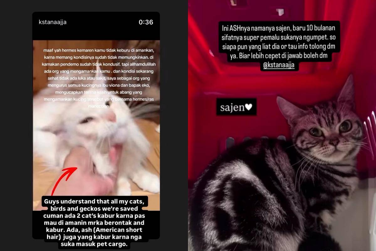 Fakta soal kucing Eko Patrio
