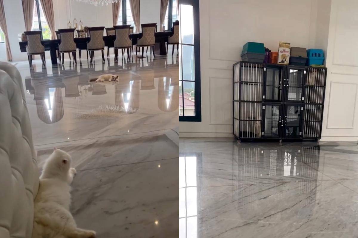 Fakta soal kucing Eko Patrio