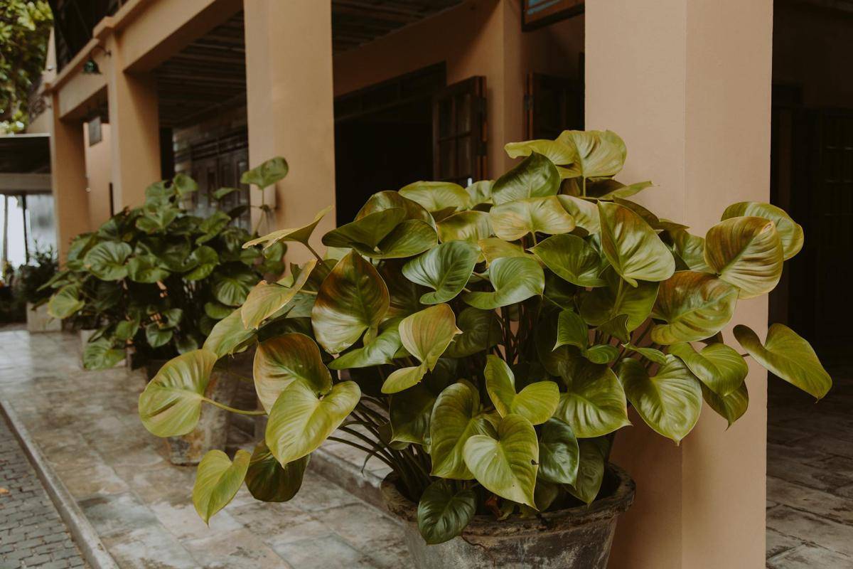 ilustrasi philodendron