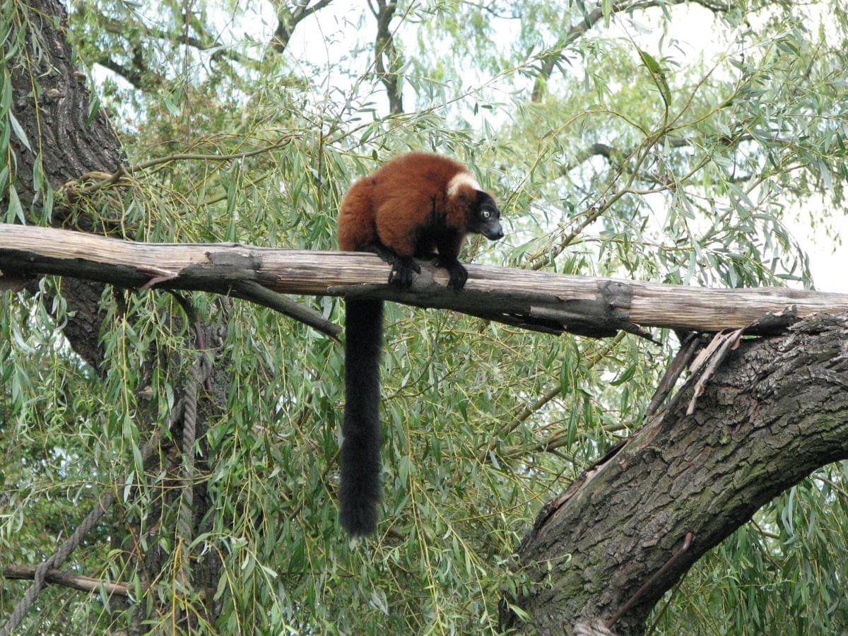 Red Ruffed Lemur