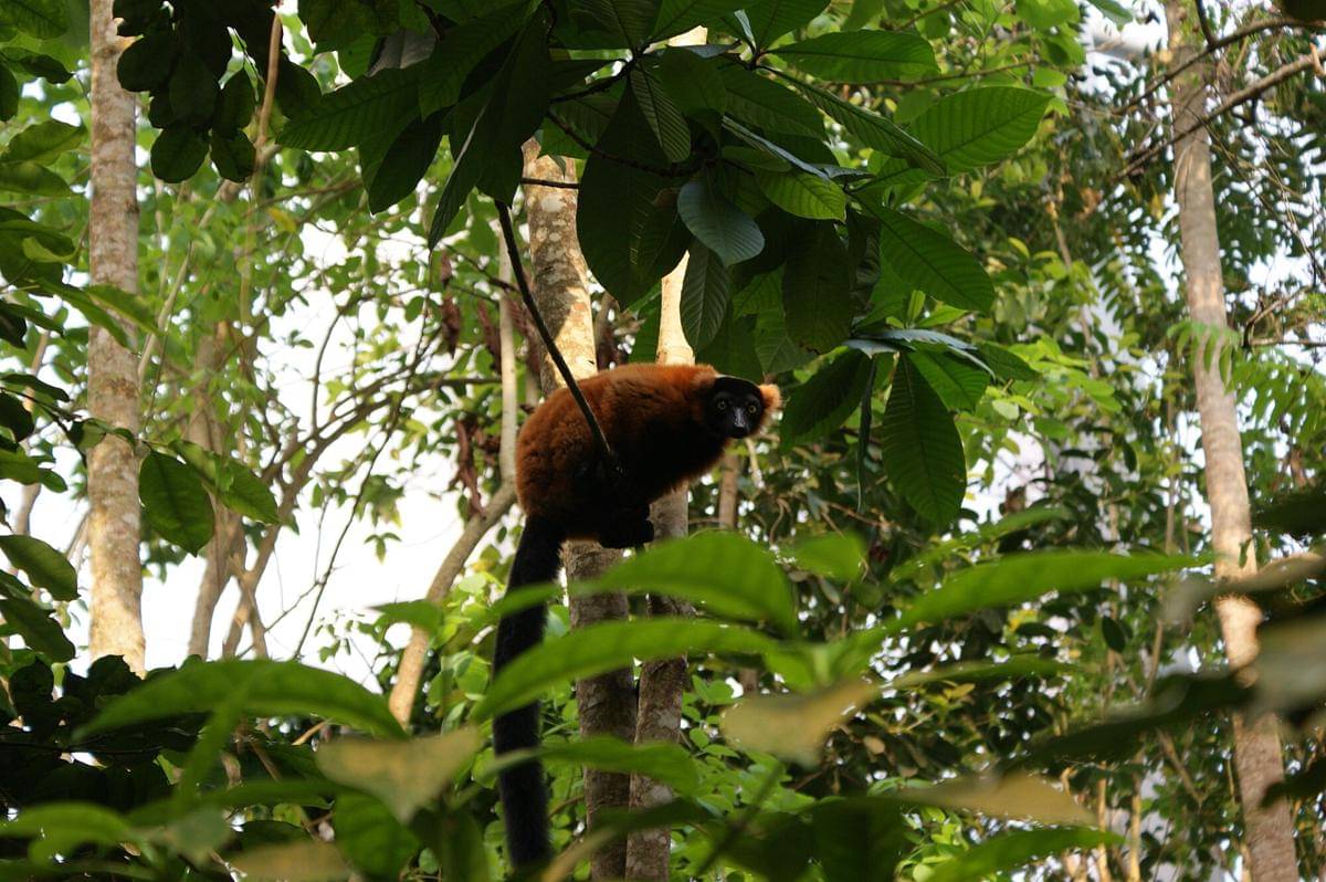 Red Ruffed Lemur