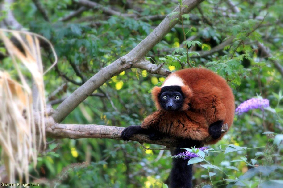 Red Ruffed Lemur