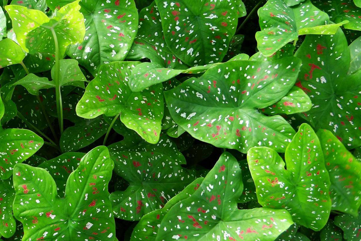 ilustrasi tanaman caladium bicolor (pexels.com/Pixabay)
