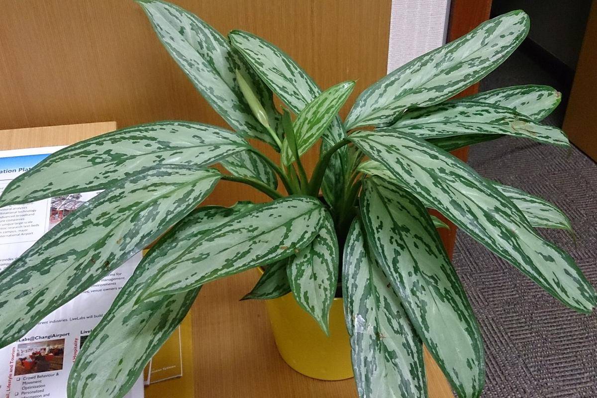 ilustrasi tanaman aglaonema silver queen (commons.m.wikimedia.org/Mokkie)
