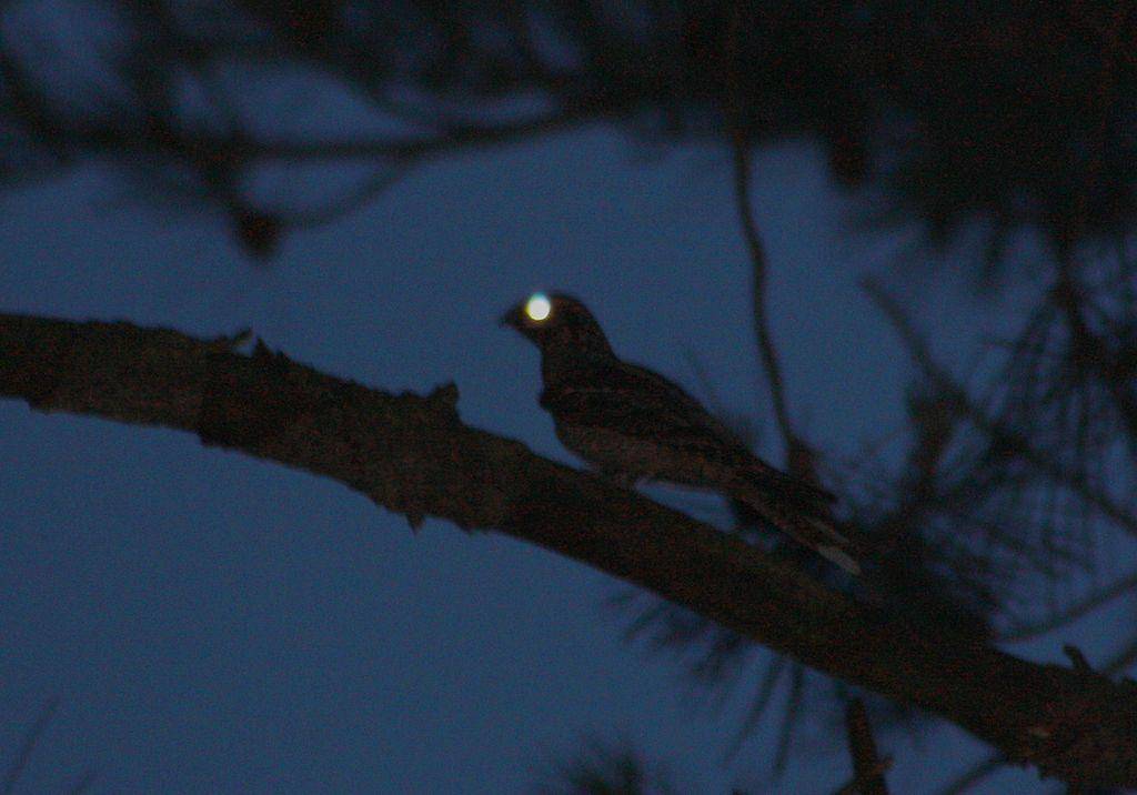 Caprimulgus europaeus di malam hari 