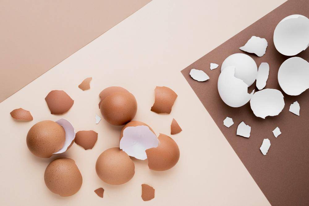 ilustrasi kulit telur (freepik.com/freepik)