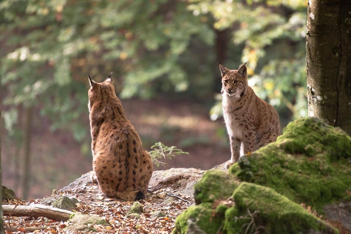 ilustrasi dua ekor bobcat (pixabay.com/Miller_Eszter)