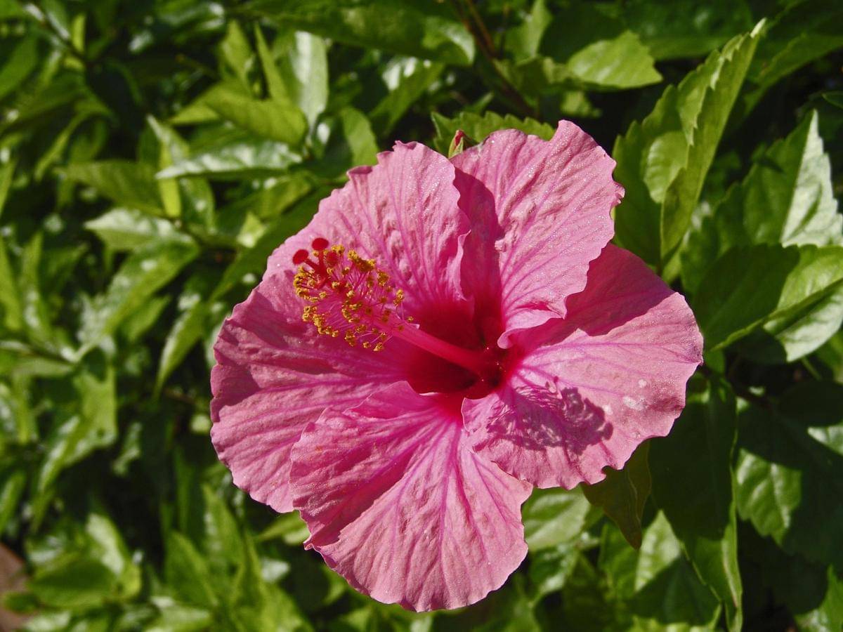 ilustrasi tanaman hibiscus