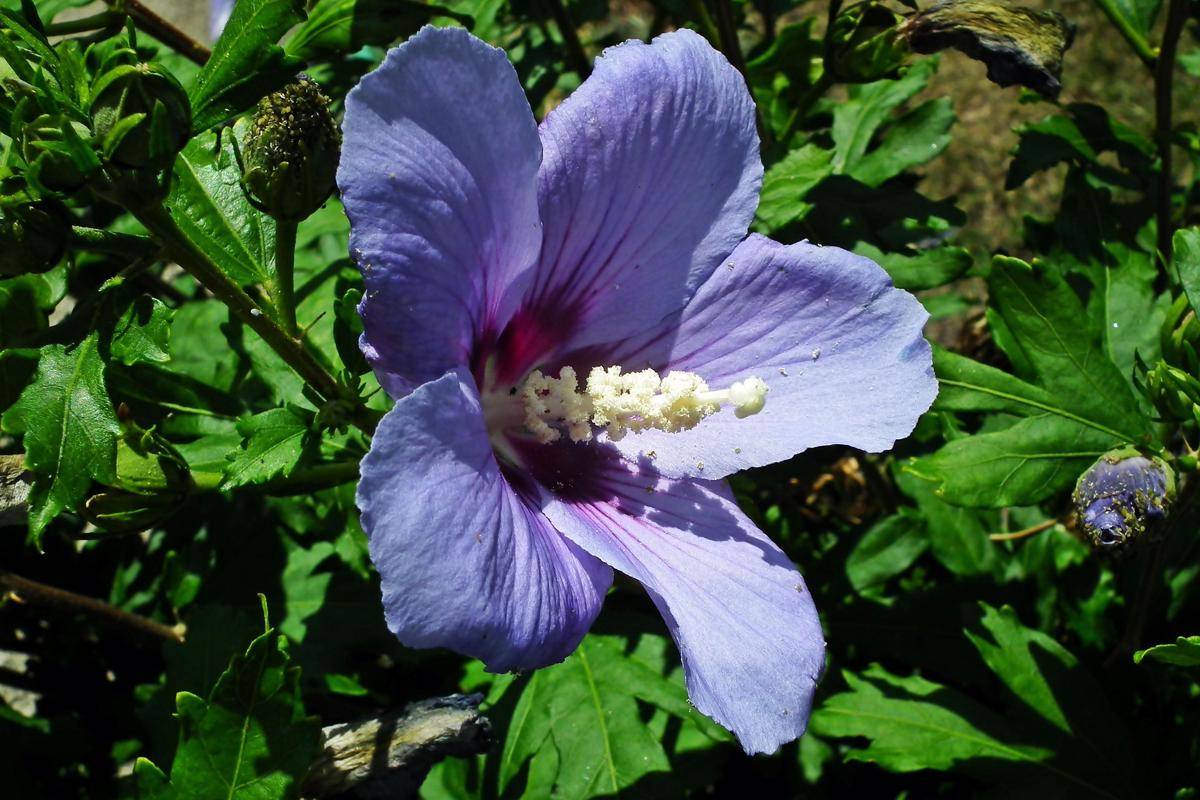 ilustrasi tanaman hibiscus (pixabay.com/MrGajowy3)