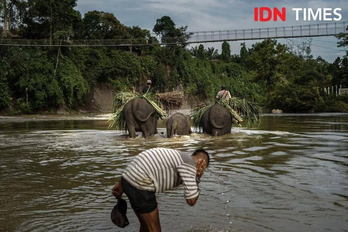 Tiga ekor gajah menyusuri sungai sambil membawa makanan menuju kandangnya di kawasan Tangkahan, Kabupaten Langkat, Sumatra Utara. (Mirza Baihaqie for IDN Times)