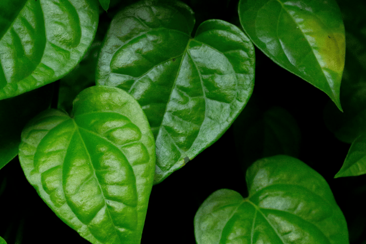 ilustrasi daun sirih (pexels.com/Nischal Mudennavar)