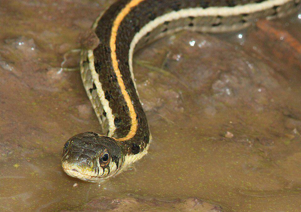 Kemampuan berenang ular garter kepala hitam sangat jempolan karena banyak menghabiskan waktu di sumber air. (commons.wikimedia.org/ALAN SCHMIERER)