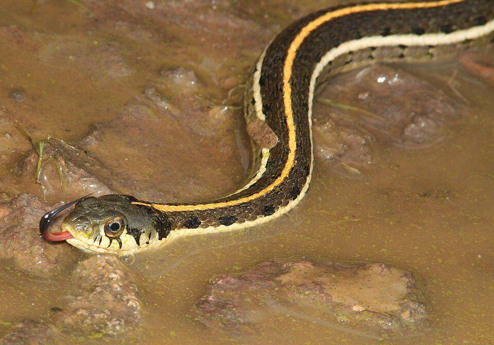 potret ular garter kepala hitam di perairan dangkal (commons.wikimedia.org/ALAN SCHMIERER)
