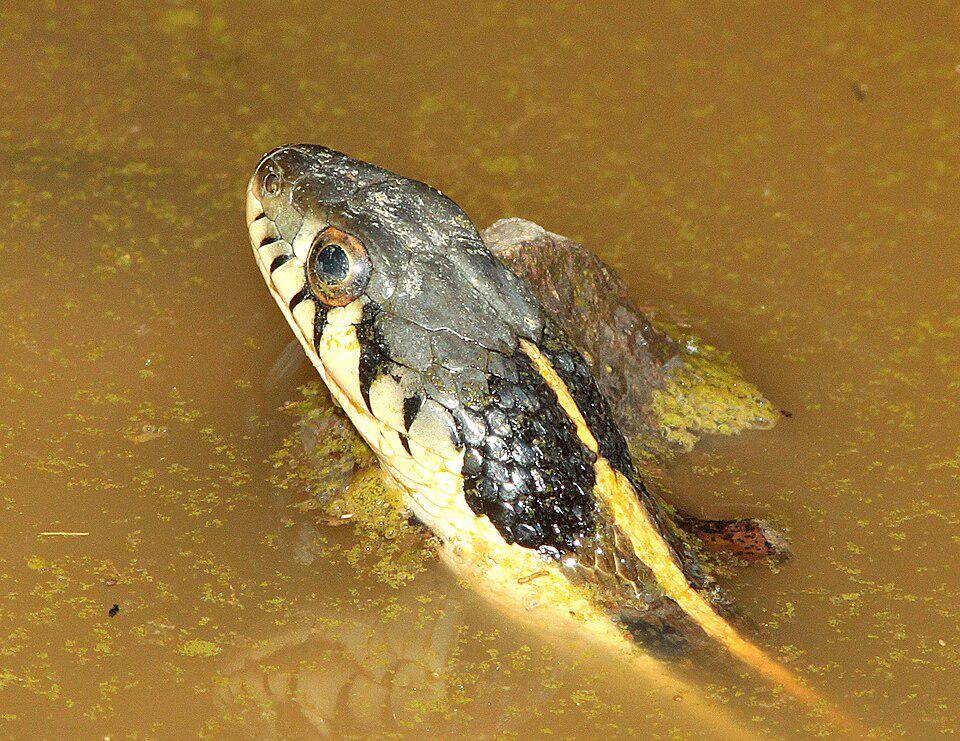 Ular garter kepala hitam dapat menyelam untuk menghindari ancaman. (commons.wikimedia.org/ALAN SCHMIERER)
