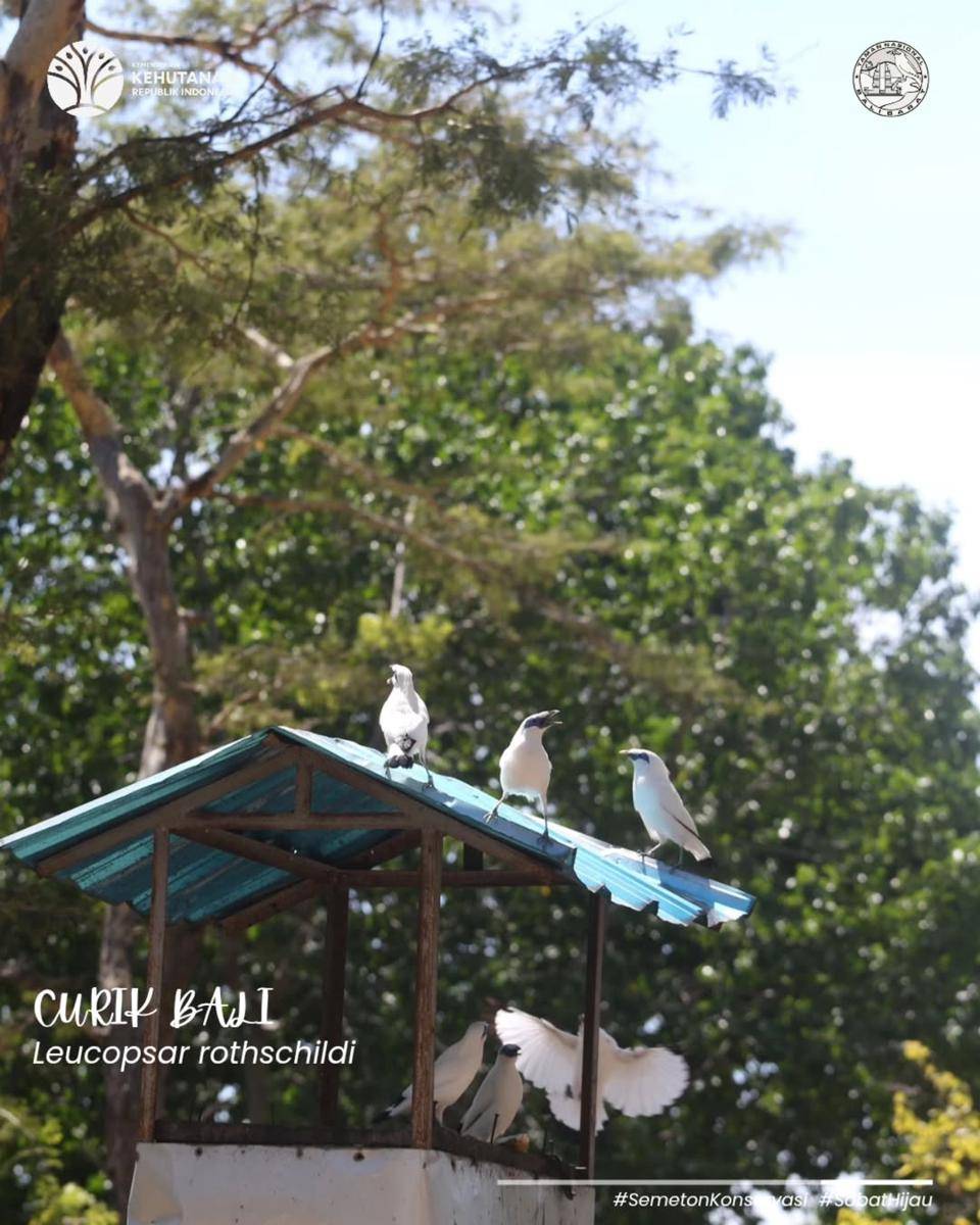 burung Jalak Bali (instagram.com/btn.balibarat)