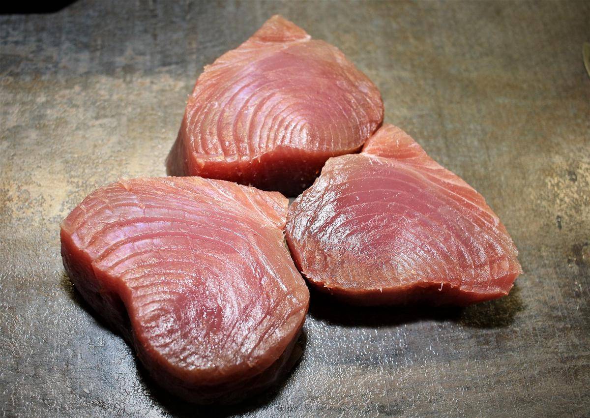 ilustrasi ikan tuna