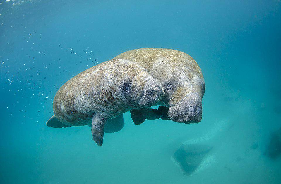 sepasang induk dan anak lembu laut (commons.wikimedia.org/Sam Farkas)