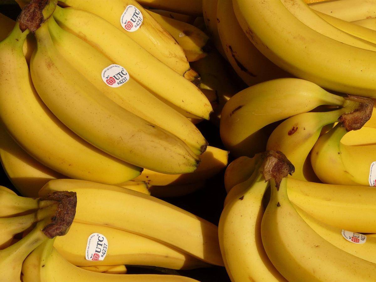ilustrasi pisang