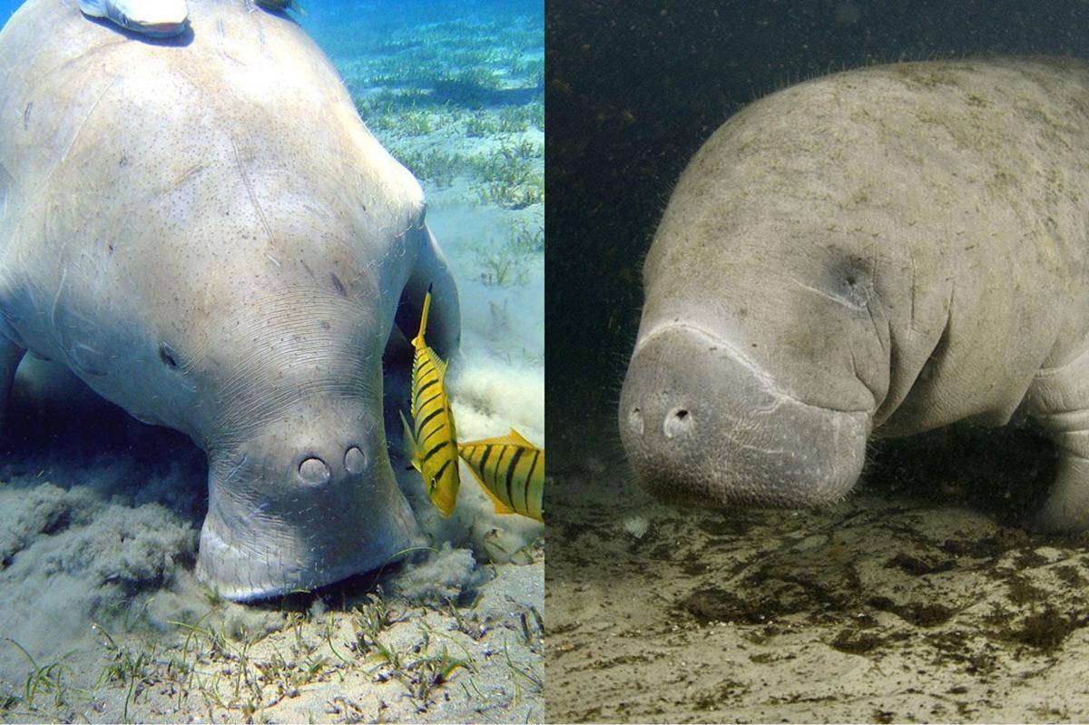 potret dugong dan lembu laut yang sangat mirip, bisa bedakan keduanya? (commons.wikimedia.org/Julien Willem/Albert kok)