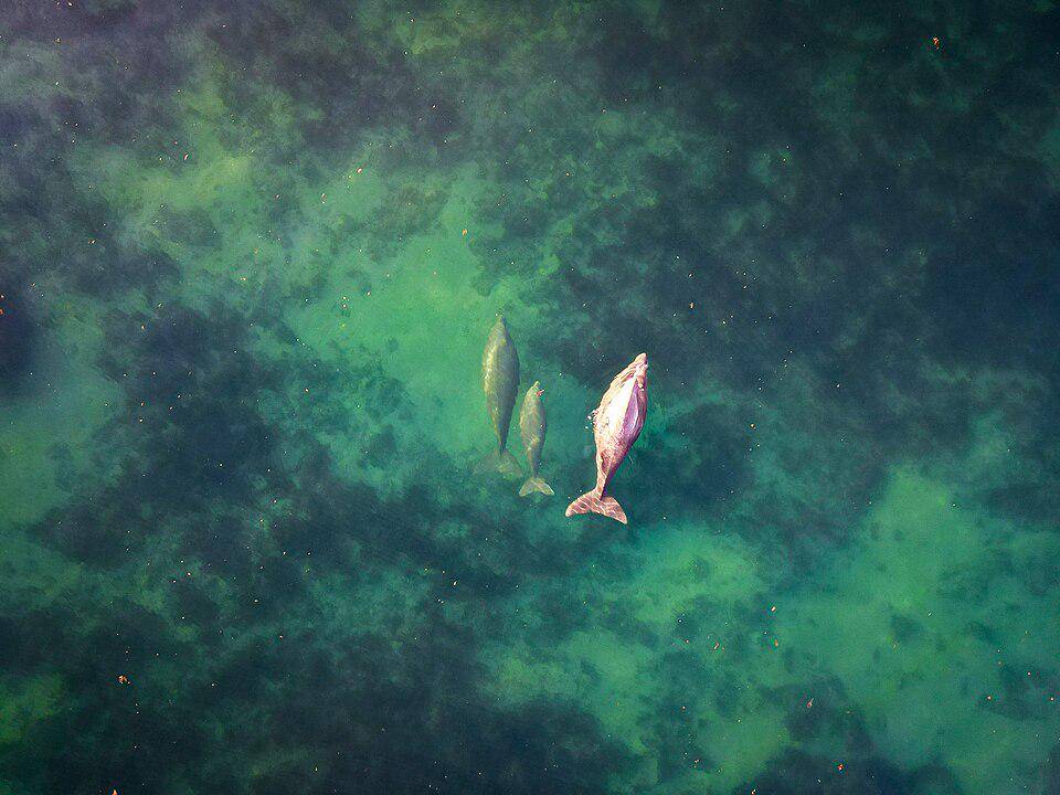 keluarga dugong dengan ekor mirip lumba-lumba dan paus (commons.wikimedia.org/Nicocolll)