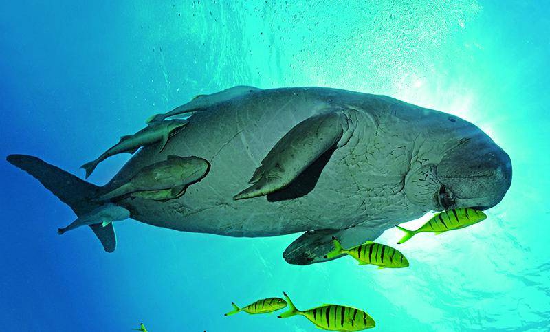 dugong berenang dikelilingi ikan (commons.wikimedia.org/Nicolas Barraqué)