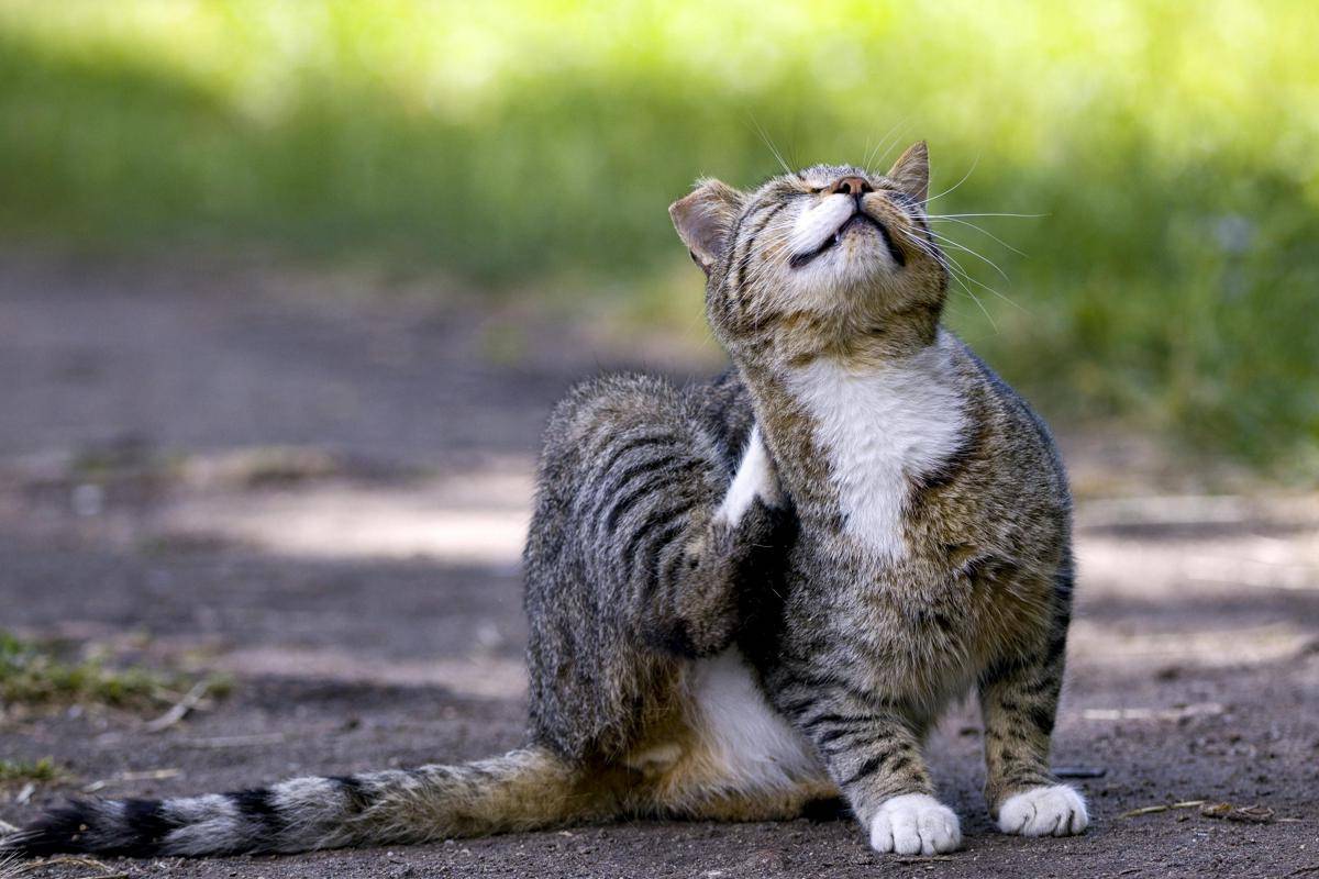 ilustrasi kucing menggaruk (pexels.com/Denitsa Kireva)