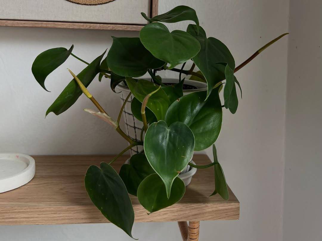 ilustrasi tanaman philodendron heartleaf (instagram.com/esperanzatexcahua)