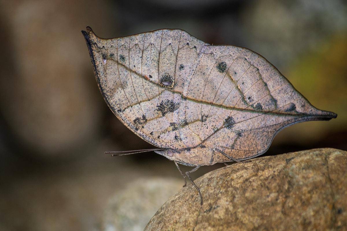 Kallima inachus