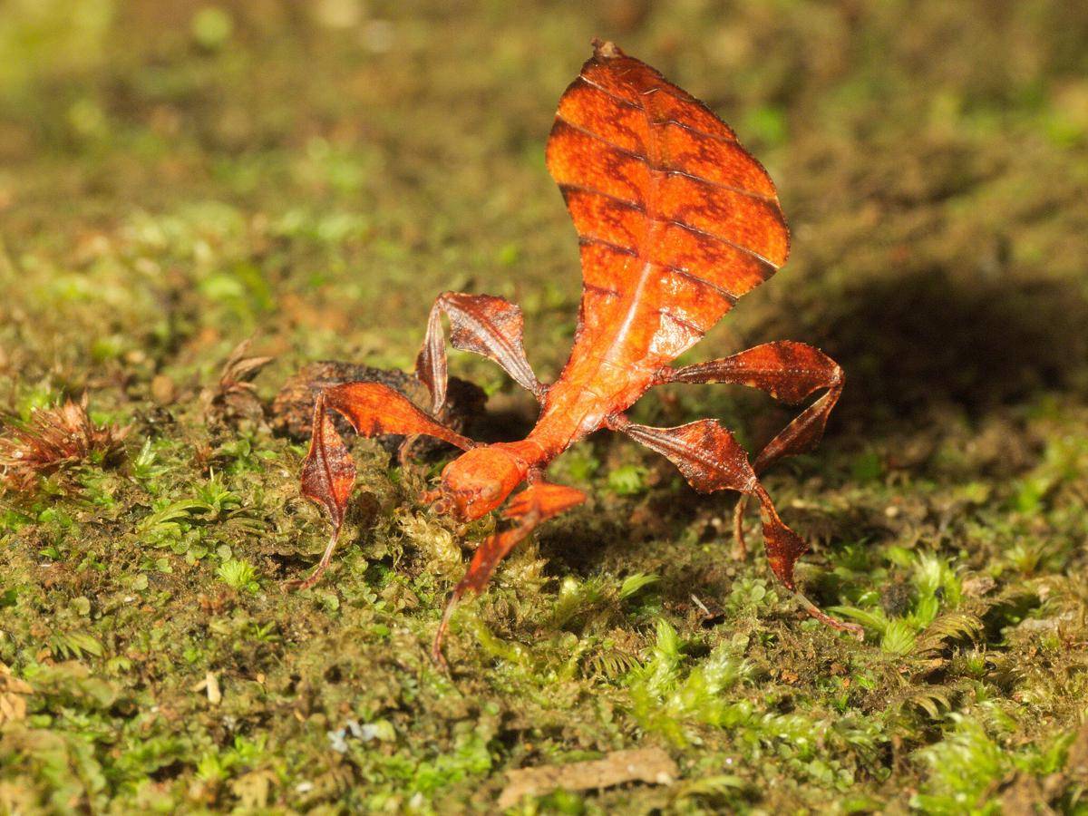 Leaf Insect