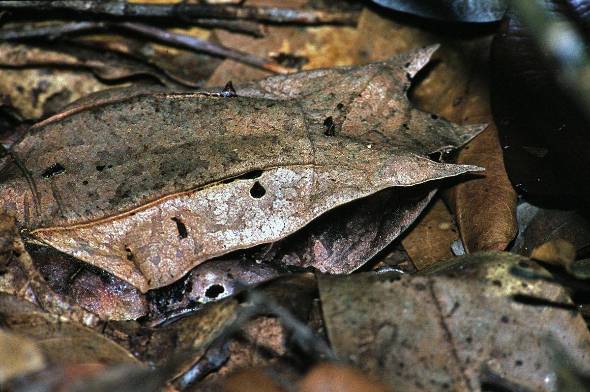Megophrys nasuta