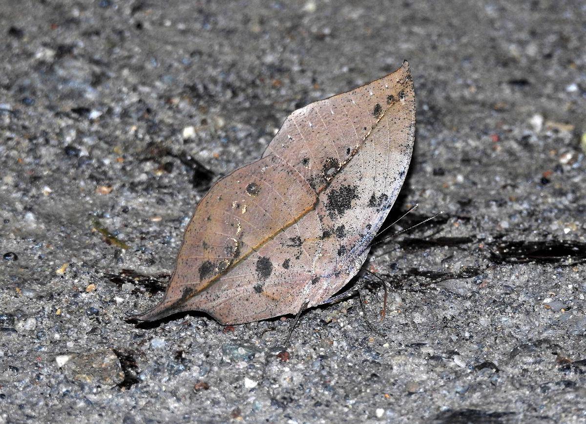 Kallima inachus berkamuflase