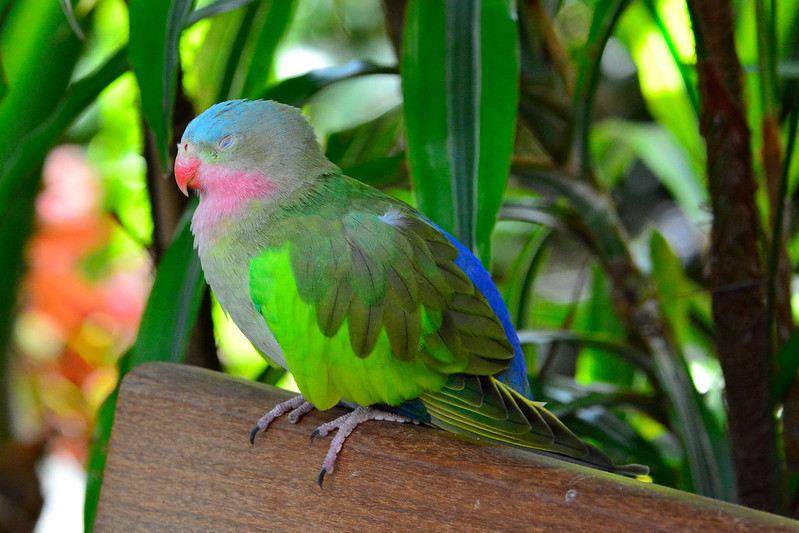 Ilustrasi burung princess parrot yang elok dari Australia
