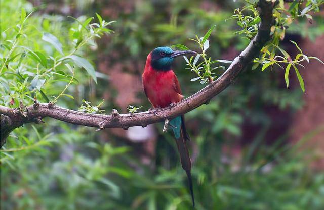 Ilustrasi northern carmine bee-eater